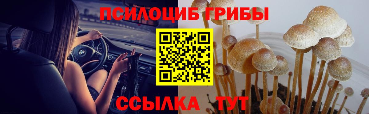 Галлюциногенные грибы прущие грибы  Вход с VPN  Северобайкальск  Галлюциногенные грибы GOLDEN TEACHER 